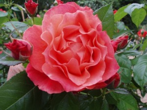 FELLOWSHIP (floribunda)